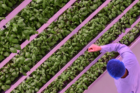 Irrigation Systems in Vertical Farming