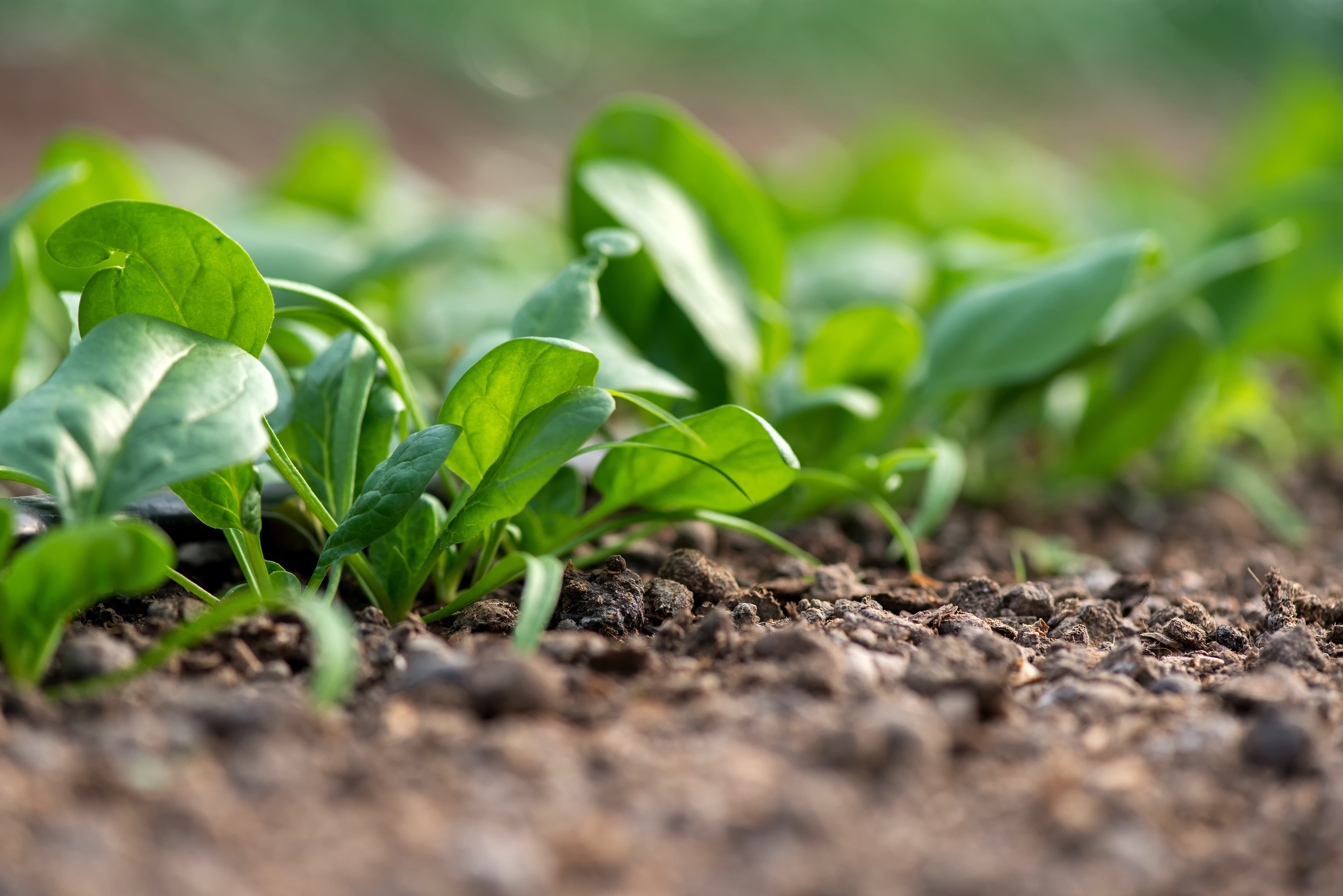 Irrigation of spinach using BOLLFILTER for the raw water filtration